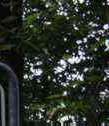 Schild