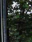 Schild